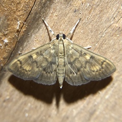 Psara obscuralis