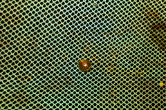 Arthrosphaera