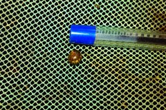 Arthrosphaera