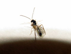 Hybrizontinae