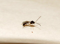 Hybrizontinae