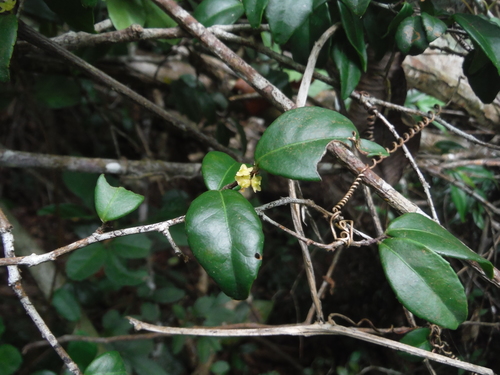 Ilex nitida var. repanda