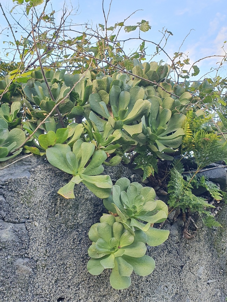 Foto de Aeônio