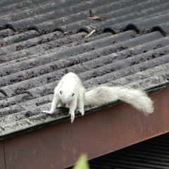 Callosciurus finlaysonii