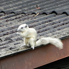 Callosciurus finlaysonii