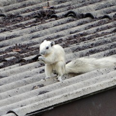 Callosciurus finlaysonii