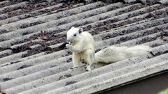 Callosciurus finlaysonii