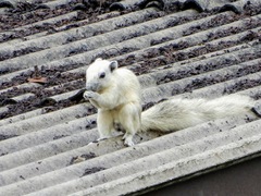 Callosciurus finlaysonii