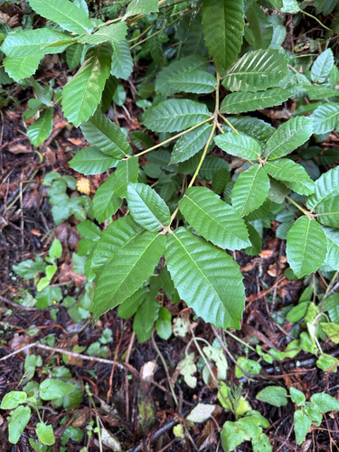Foto de Tanoeiro