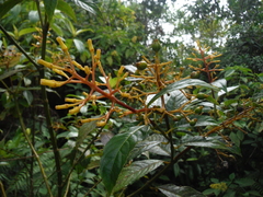 Palicourea croceoides