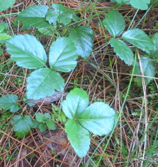 Fragaria vesca americana