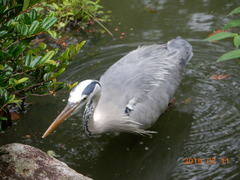 Ardea cinerea