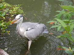 Ardea cinerea