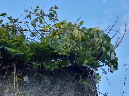 Foto de Aeônio
