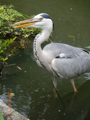 Ardea cinerea
