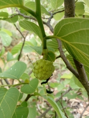 Annona longiflora
