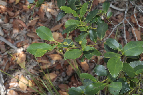 Diospyros vieillardii observed 2023-08-11