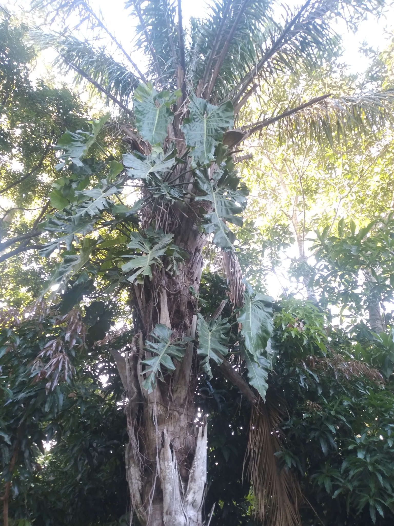 Imagem de Costela-de-adão