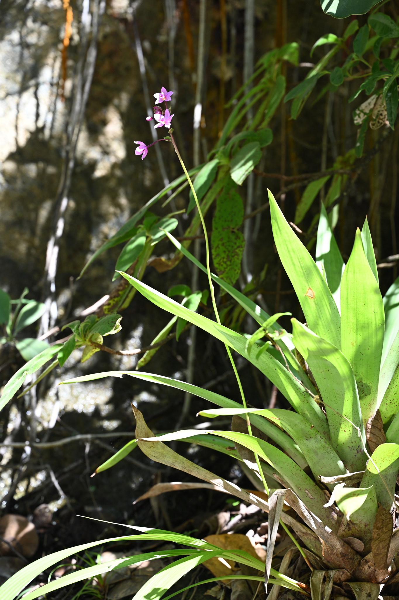 Imagem de Orquídea grapete