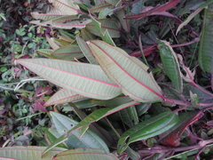 Miconia haemanthoides