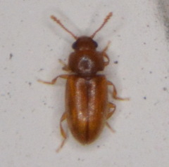 Cryptophagidae
