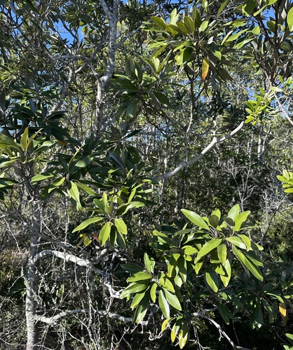 Foto de Magnólia