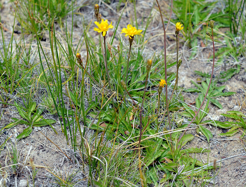 Crepis runcinata ssp. imbricata