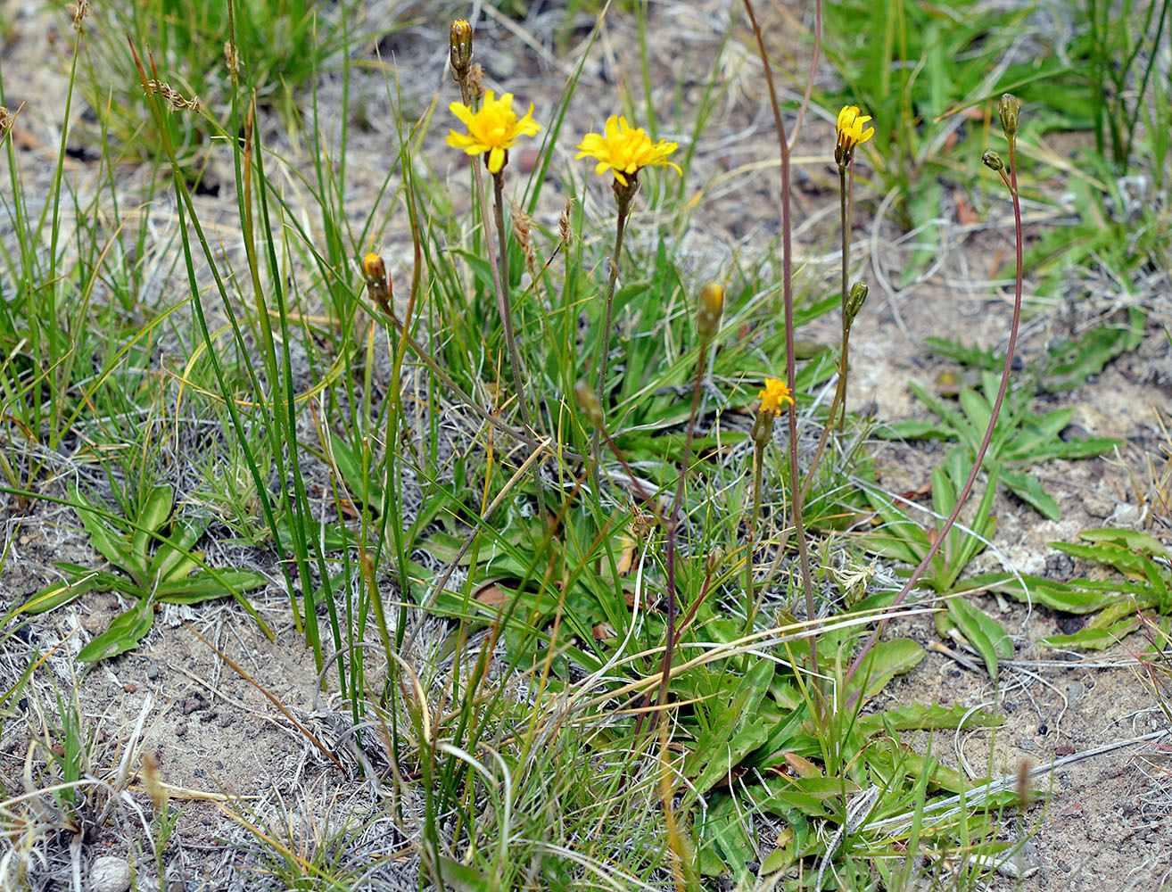 Crepis runcinata ssp. imbricata