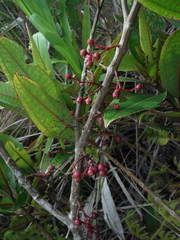 Miconia haemanthoides
