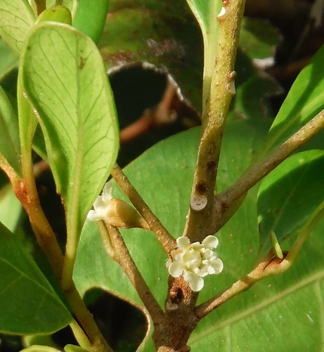 Sideroxylon cubense
