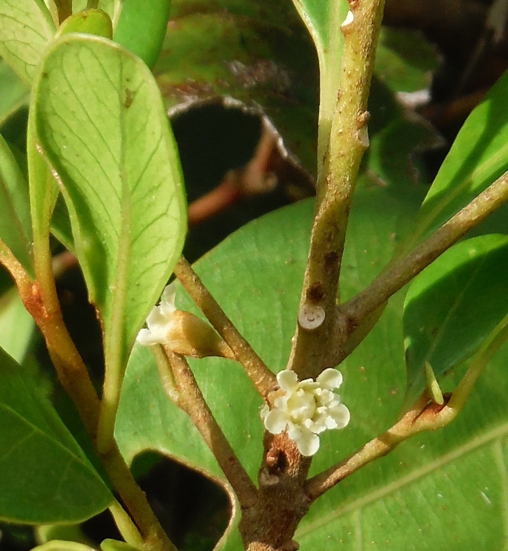 Sideroxylon cubense