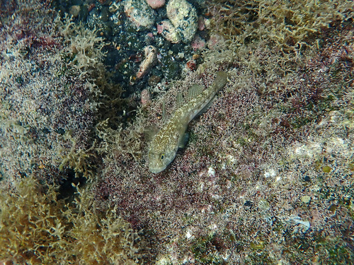 Black goby (Gobius niger) — Gobiidae — 2