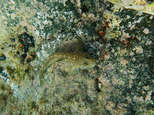 Black goby (Gobius niger) — Gobiidae — 3