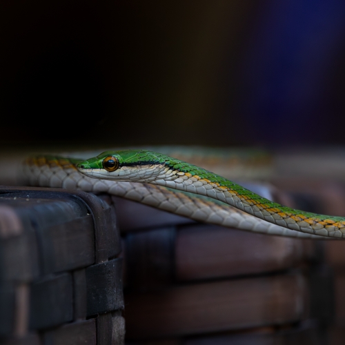 Leptophis mystacinus