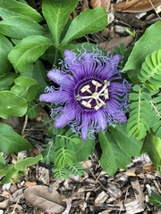 Passiflora incarnata × cincinnata