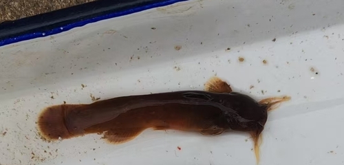 Torrent catfish (Liobagrus marginatus) — Amblycipitidae