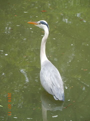 Ardea cinerea