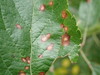 Frogeye Leaf Spot - Photo (c) Sequoia Janirella Wrens, some rights reserved (CC BY-NC), uploaded by Sequoia Janirella Wrens