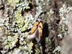 Chrysoclista linneella