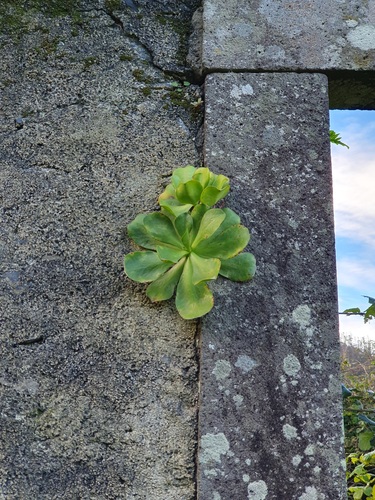 Foto de Aeônio