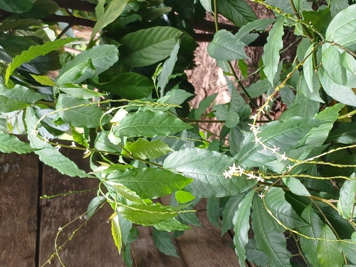 Guiné