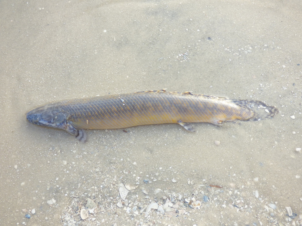 Ornate bichir (Polypterus ornatipinnis) — Polypteridae