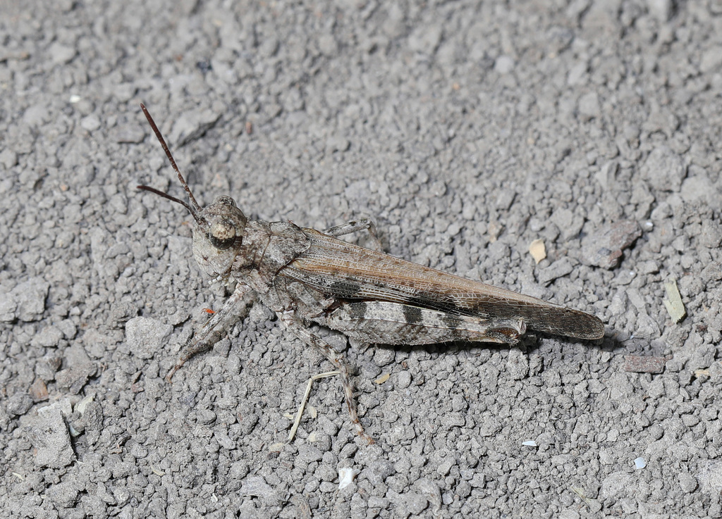Southwestern Dusky Grasshopper