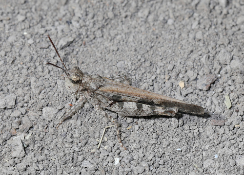 Southwestern Dusky Grasshopper