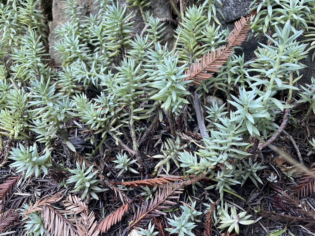 Foto de Pinheirinho