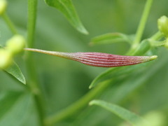Close up of R. pedicellata gall on Euthamia