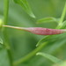 Rhopalomyia pedicellata - Photo (c) Sequoia Janirella Wrens, algunos derechos reservados (CC BY-NC), subido por Sequoia Janirella Wrens