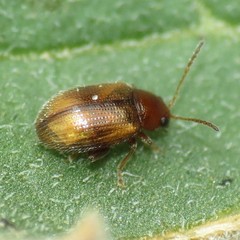 Epitrix hirtipennis