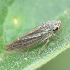 Amphigonalia severini