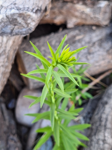 Foto de Arnica